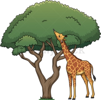 长颈鹿在树上吃树叶。PNG - JPG和矢量EPS(无限可扩展)。