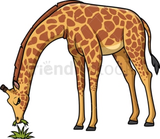 长颈鹿在吃草。PNG - JPG和矢量EPS(无限可扩展)。